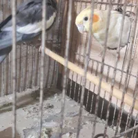 فروش ۵ عدد طوطی عروس هلندی