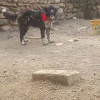 واگذاری سگ ماده واگذاری