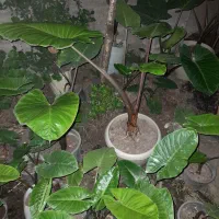 گل تزئینی(بابا آدم)|عمدهفروشی|ماسال, |دیوار