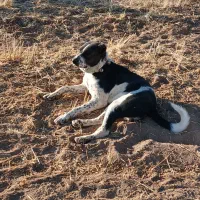 دوزدیده شده هر کس دید اطلاع بده مچکر ..