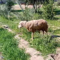 گوسفند|حیوانات مزرعه|سوسنگرد, |دیوار