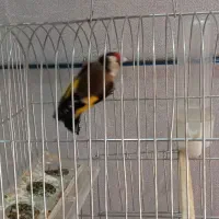 سهره درشت|پرنده|قم, بکایی|دیوار