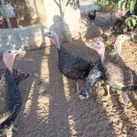 بوقلمون محلی اصیل