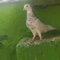 طوقی نر شکلاتی|پرنده|آبپخش, |دیوار