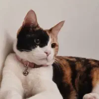 واگذاری گربه رایگان