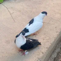 یک جفت کفتر به فروش می رسد|پرنده|پاکدشت, حصار امیر|دیوار