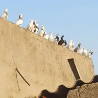 کبوتر|پرنده|آبپخش, |دیوار