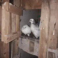 کبوتر|پرنده|رودسر, |دیوار