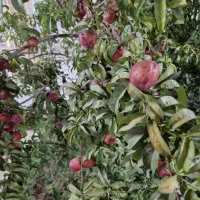 خانه باغ|فروش خانه و ویلا|مهریز, |دیوار