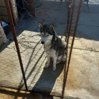 سگ هاسکی همراه توله