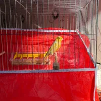 قناری نر بخون.سهره بخون|پرنده|پاکدشت, پاکدشت (مامازند)|دیوار