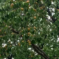 انجام امور باغبانی|خدمات باغبانی و درختکاری|محمدشهر, محمدشهر|دیوار