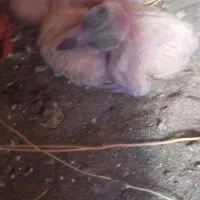 کفتر