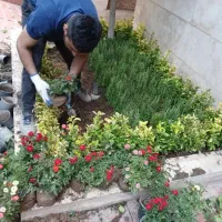 خدمات باغبانی باغچه کاری بیل زنی کاشتن گل وگیاه
