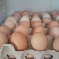 تخم مرغ محلی