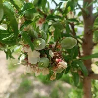 زمین ویلایی  800متر،نعمت الله