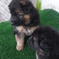 واگذاری توله ژرمن بلک فیس ۶۰ روزه