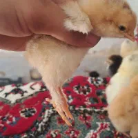 جوجه فروشی|حیوانات مزرعه|رشت, بالاکویه|دیوار