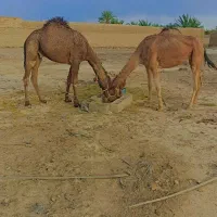 دو عدد شتر چاق نر و ماده