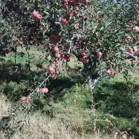 خرید سیب و اجاره باغات سیب
