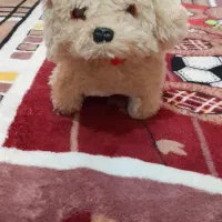 اسباب بازی زیر قیمت