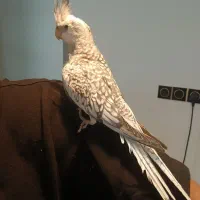 پرنده|پرنده|ارزوئیه, |دیوار