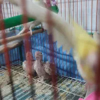 طوطی عروس|پرنده|رشت, جماران|دیوار