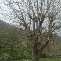 زمین  باغات