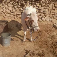 گاو|حیوانات مزرعه|دزپارت, |دیوار