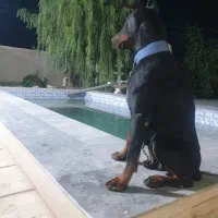 فروش سگ دوبرمن ماده