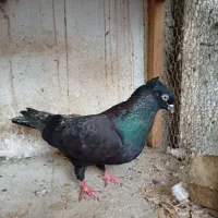 کبوتر غریب کشی|پرنده|جویبار, |دیوار