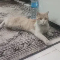 گربه گمشده  ارتش