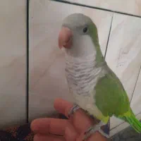 قناری نر ماده عروس هلندی فنج مرغ عشق|پرنده|نجفآباد, صالح آباد|دیوار