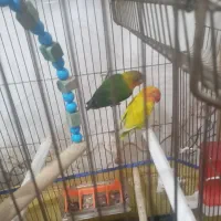 دوعدد طوطی برزیلی باقفس  دومیلیون