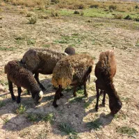 میش قزل افشار جوان.گوسفند.بره|حیوانات مزرعه|کوهسار (البرز), |دیوار