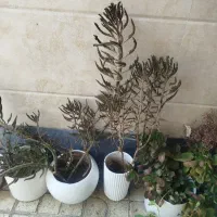 گل و گلدان