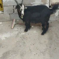 بیگ ایلاقی چاق وسرحال