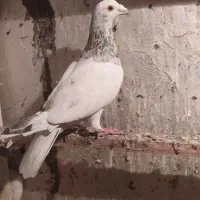 یه عدد کبوتر نامه بر گرفته