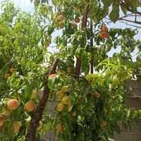 باغ شهری سیاخ دارنگون مجموعه باغات گلدشت|فروش زمین و ملک کلنگی|شیراز, محمدیه|دیوار