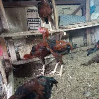 خروس لاری ۶ ماهه