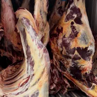 استخوانگیر قصابی گوشت قرمز