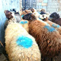 ۱۵ راس گوسفند شیره دار|حیوانات مزرعه|سنندج, |دیوار