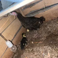 سه عدد اردک اسرائیلی با یک عدد بقلمون