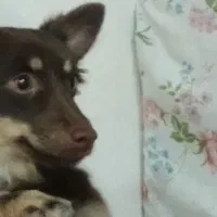 پاکوتایه گم شده در جاده تبریز