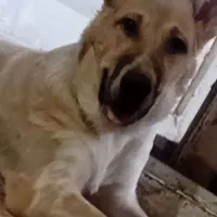 سگ سرابی نر