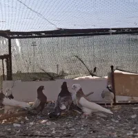 رنگی کفتر|پرنده|یزد, |دیوار
