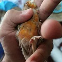 قناری ماده آماده