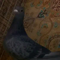 جفت جانسون