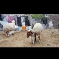 ۲ راس میش و بره