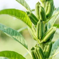 یک دسته کامل برای برداشت محصول کنجد